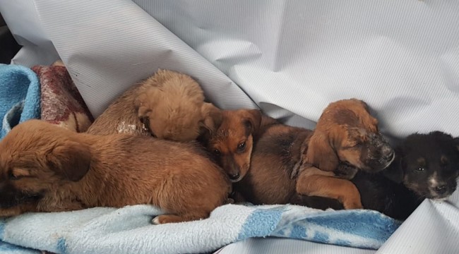 Ormanlık alana terk edilmiş 12 köpek donmak üzereyken bulundu