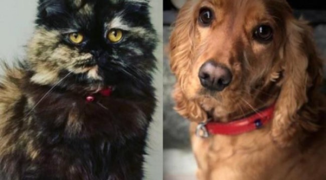 Petshop'larda artık kedi ve köpek satılmayacak