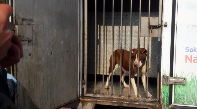 Pitbull öğrencilere saldırdı