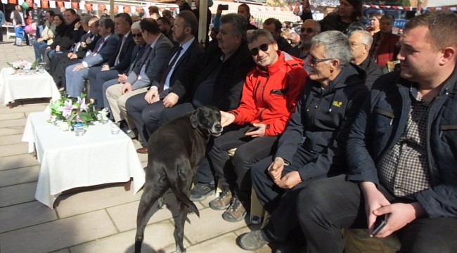 Sevimli köpek törene damgasını vurdu