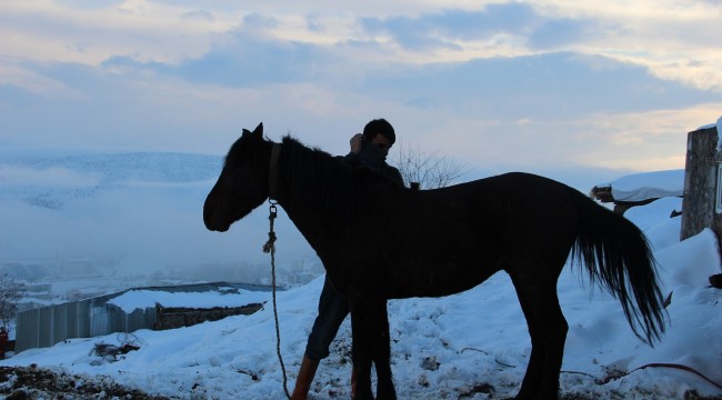 Soğukta terk edilen at ve eşekler koruma altına alındı