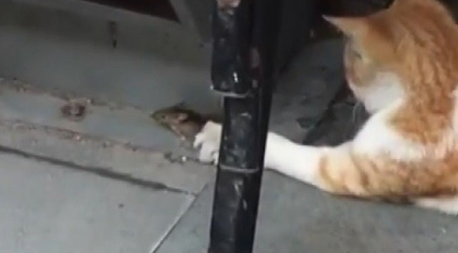 Sokak kedisi fareyle böyle oynadı