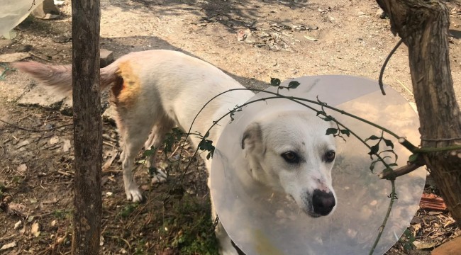 Sokak ortasında köpeği bıçakladı