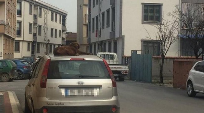 Tebessüm ettiren fotoğraf
