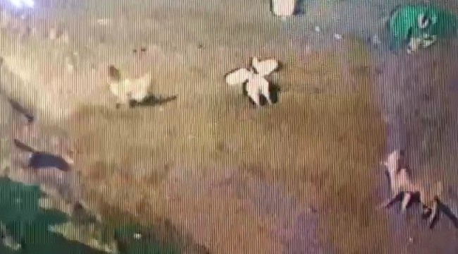 Tilki köyde tavuk bırakmadı
