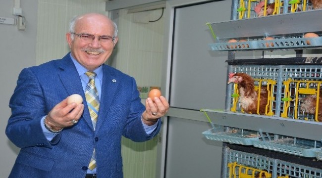 Üniversiteli tavuklar ve arılar, bilim için çalışıyor, kazanç sağlıyor