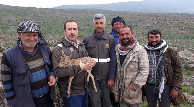 Yavru dağ ceylanını çobanlar kurtardı