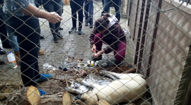 Zehirlenen köpekler için mahalleli seferber oldu