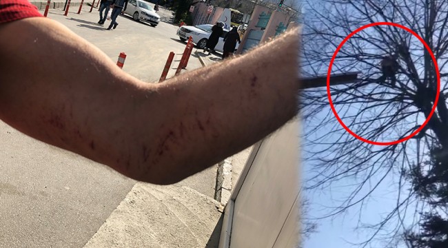 Ağaçta 2 gün mahsur kalan kediyi dağcı kurtardı