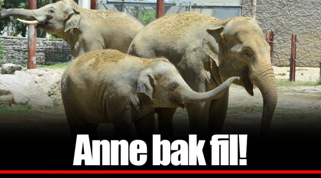 Anne bak fil!