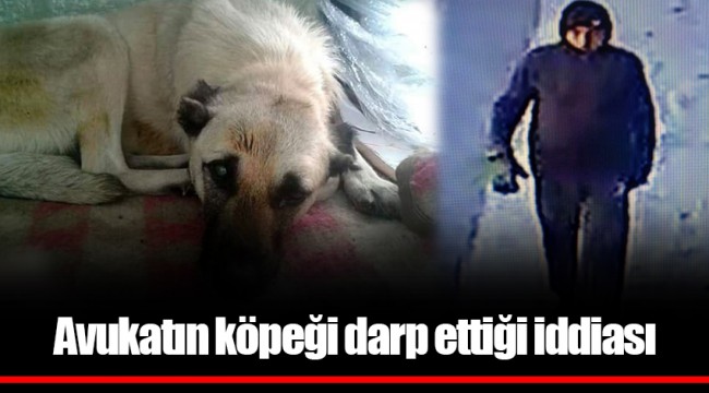 Avukatın köpeği darp ettiği iddiası