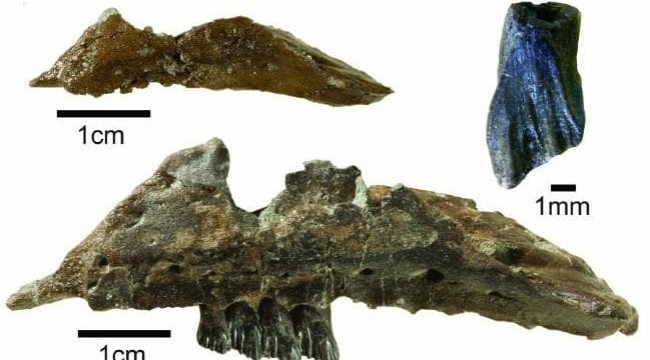 Avustralya’da yeni dinozor türü keşfedildi