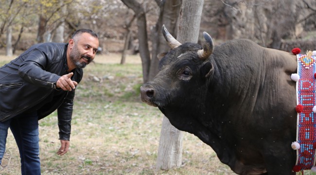 Boğalarla dans eden adam