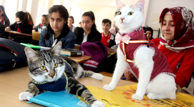 Bu kediler derse giriyor