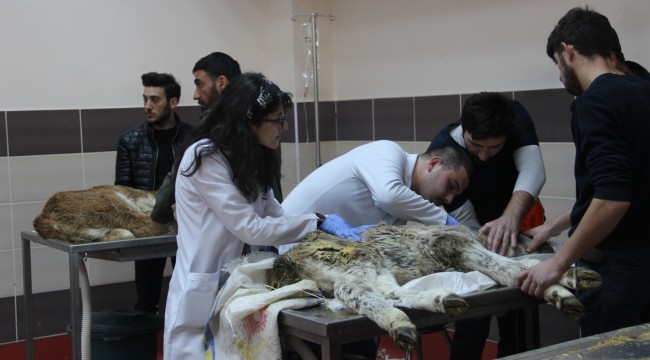 Buzağılar için seferber oldular