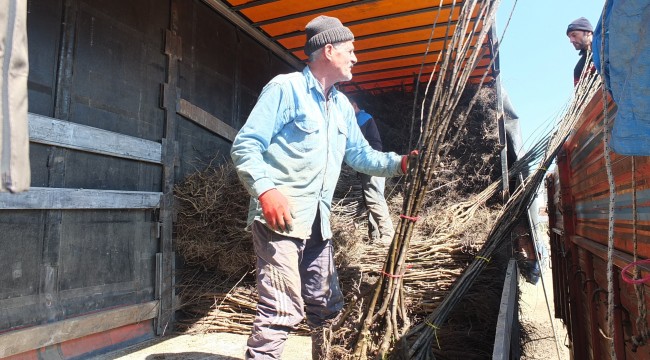 Ceviz üretiminde büyük başarı: Günde 5 tır ihracat