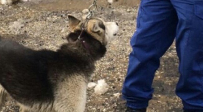 Çok sevdiği Sibirya kurdunu bulana para ödülü verecek
