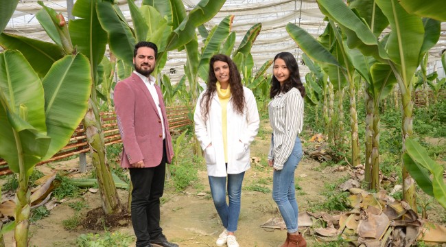 Domates serasını yenileyip muz yetiştirmeye başladılar