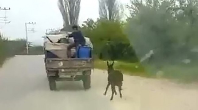 Eşeğe insanlık dışı uygulama!