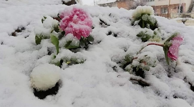 Havaların ısınmasına aldanıp açan çiçekler kar altında kaldı