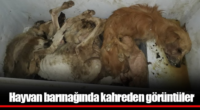 Hayvan barınağında kahreden görüntüler