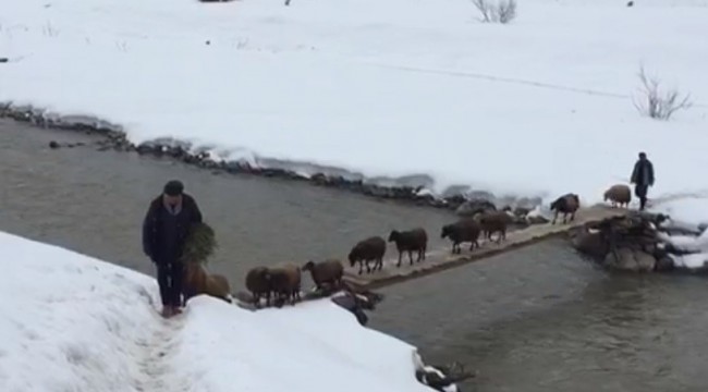 Hayvanlar, tahta köprüden ip gibi dizilip geçiyor