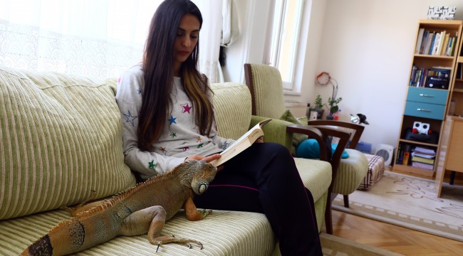İguana ev keyfi