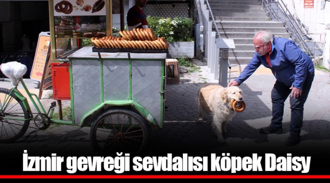 İzmir gevreği sevdalısı köpek Daisy