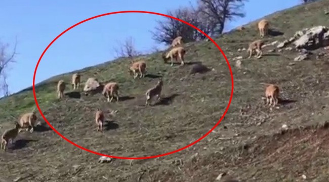 Karlı dağlarda aç kalan keçiler köye indi