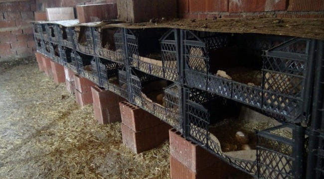 Kendi imkanlarıyla organik tavuk çiftliği kurdu