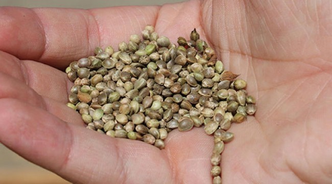 Kilosu 30 liradan 1000 liraya çıktı