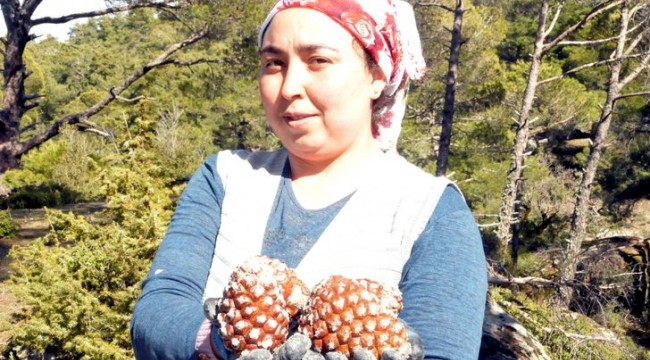 Künarın kilosu altınla yarışıyor!