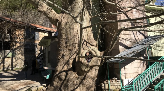 Mahallenin ismini aldığı bin yıllık Çınar ağacı yıllara meydan okuyor