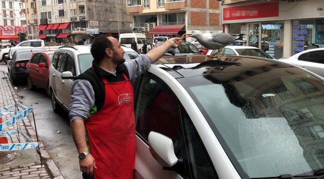 Martı ile esnafın dostluğu