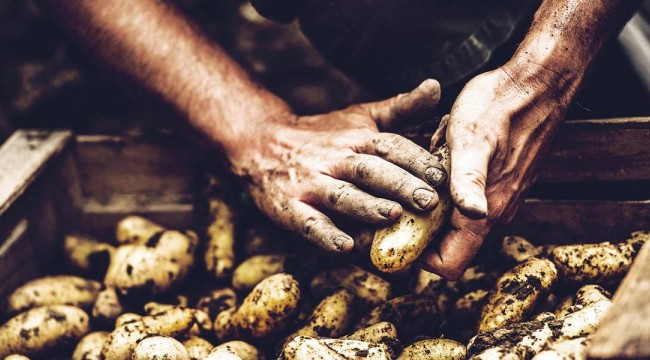 Patates üreticileri hükümete tepkili