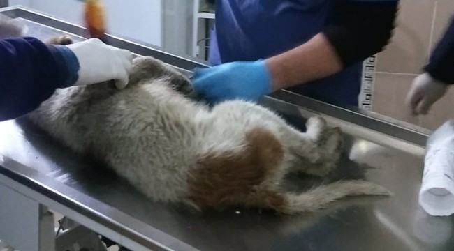 Polisin yaralı kurtardığı köpek tedavi altına alındı