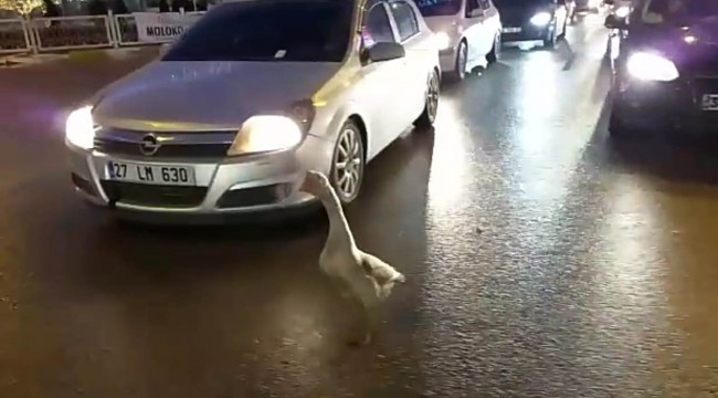 Sahibinin elinden kaçan kaz, trafiği birbirine kattı