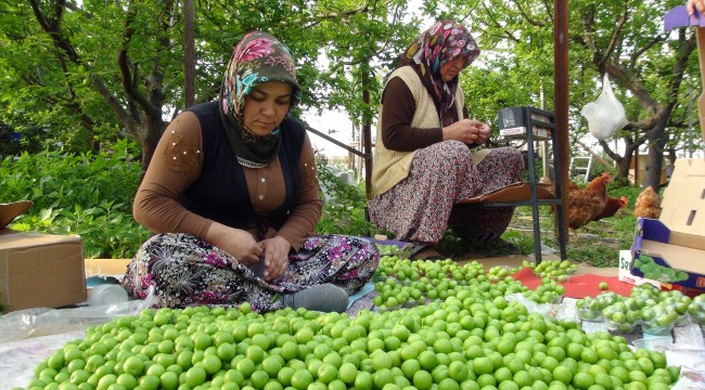 Silifke'de erik hasadı başladı