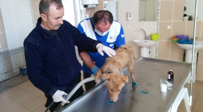 Su kanalına düşen yavru köpek kurtarıldı