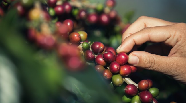 Türkiye’de yılda 100 bin tona yakın kahve tüketiliyor