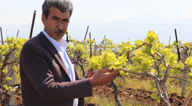 Üzümün başkentinde bağlar göz verdi, üretici umutlu