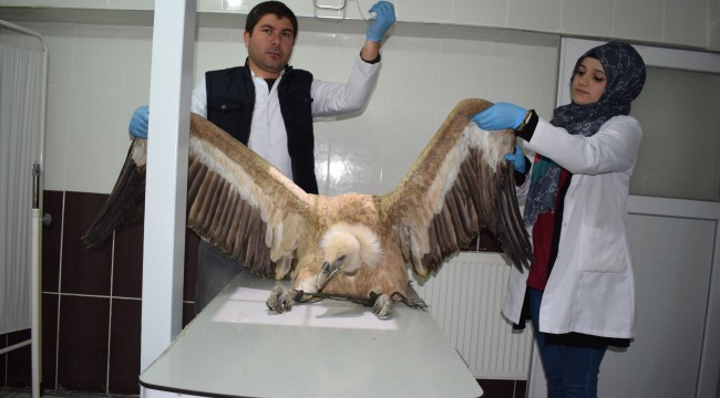 Yaralı akbaba tedavi altına alındı