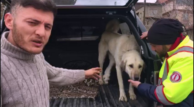 Yaralı köpek için 2 bin 200 kilometre