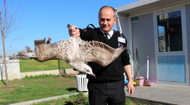Yaralı martı en 'güvenlikli' yere düştü