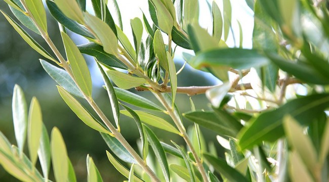 Zeytin yaprağı tatlı krizini önlüyor