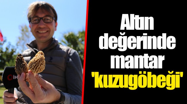 Altın değerinde mantar 'kuzugöbeği'