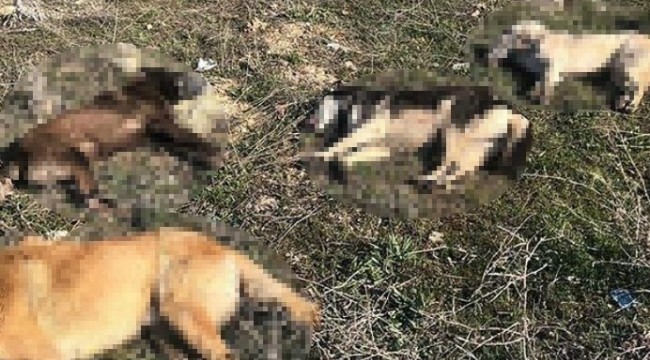 Ankara'da 4 köpek daha zehirlenerek telef edildi