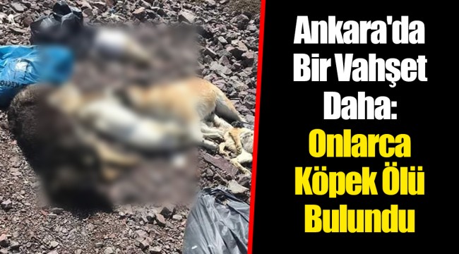 Ankara'da Bir Vahşet Daha: Onlarca Köpek Ölü Bulundu
