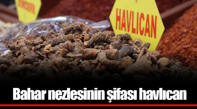 Bahar nezlesinin şifası havlıcan