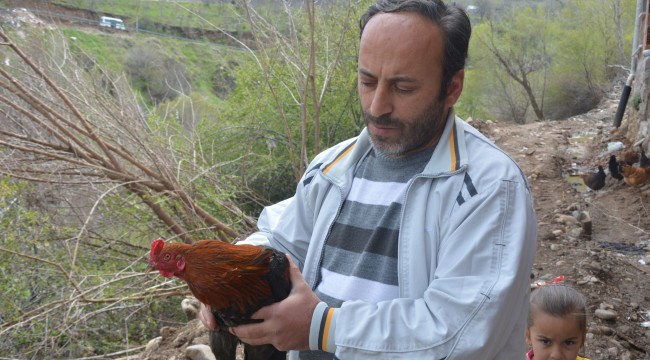 Bu horoz korkunca “anne” diye ötüyor
